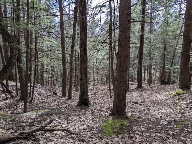 Greensboro Ridge Natural Preserve - Image 1