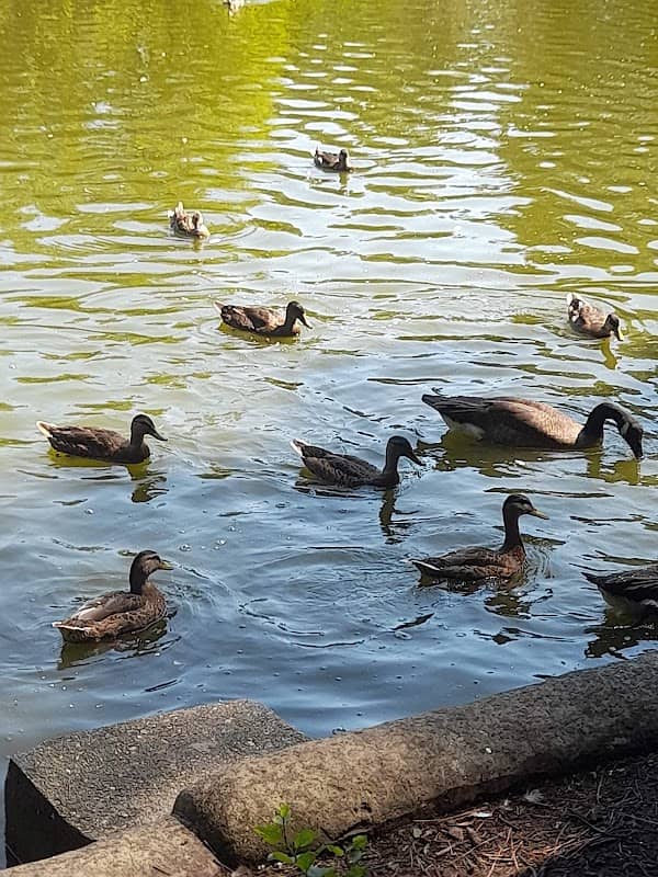 Storrington Memorial Pond - Image 1