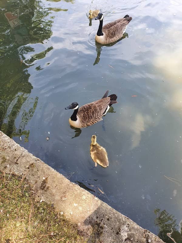 Storrington Memorial Pond - Image 2
