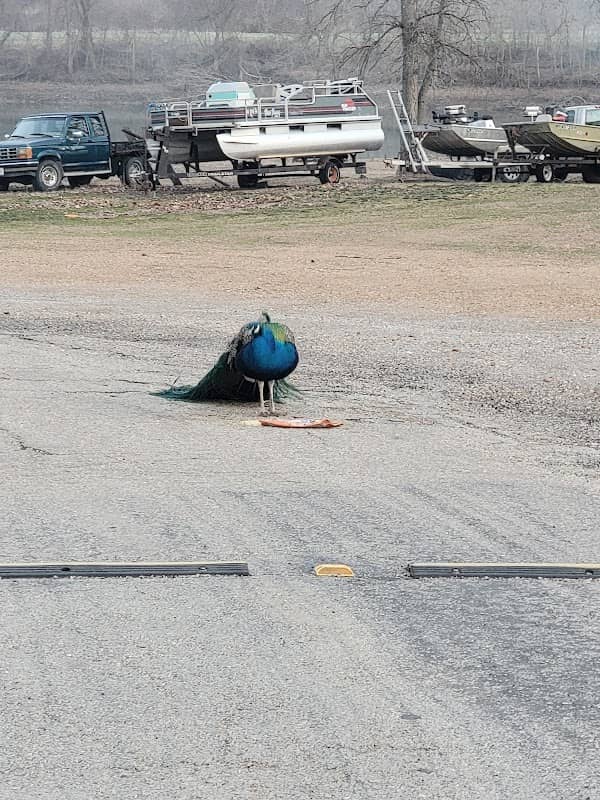 Tuscumbia Ball Park - Image 2