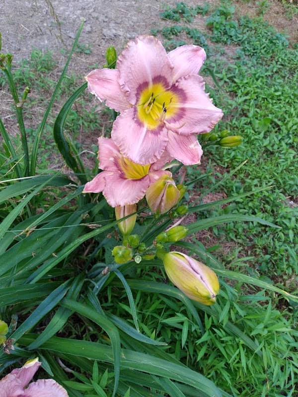 Parks Place Daylilies - Image 1