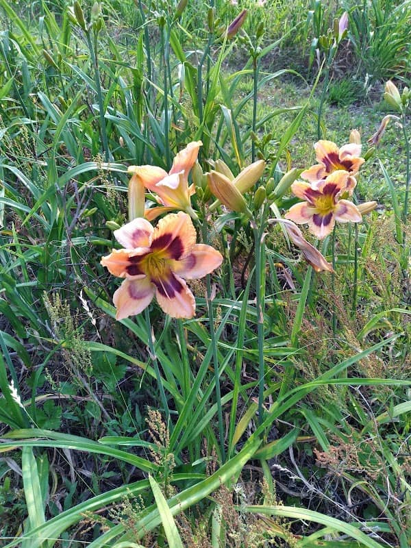 Parks Place Daylilies - Image 2