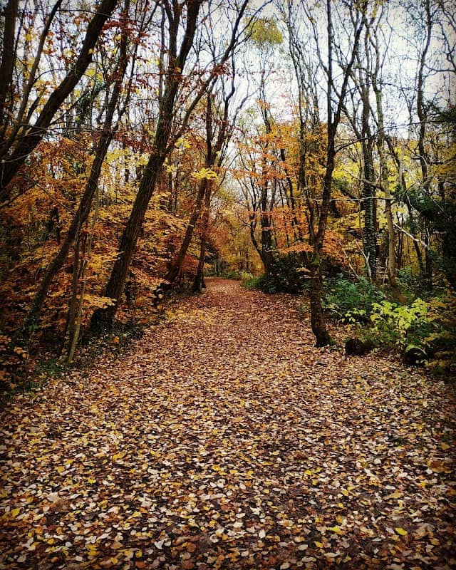 Udston and Glenlee Community Woodland - Image 1