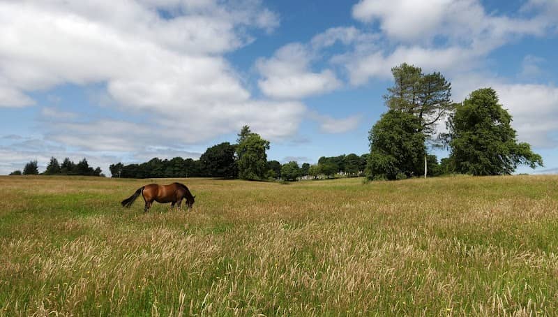 Kilmacolm Meadow - Image 1