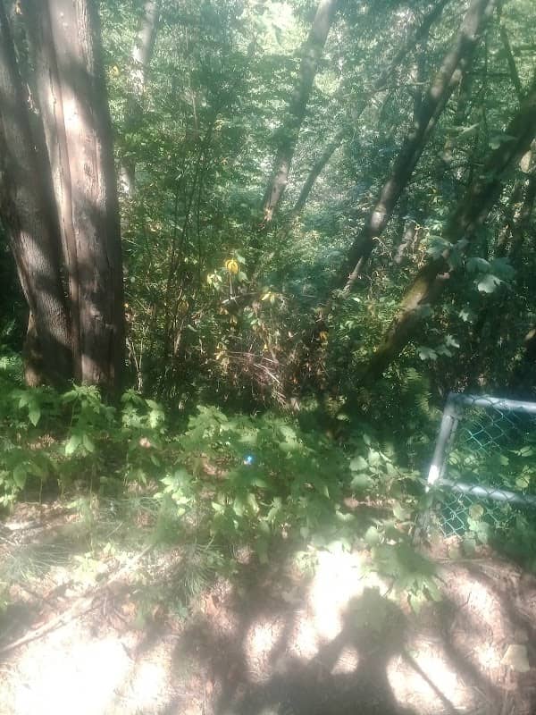 McAdam Ravine Environmental Reserve - Image 1