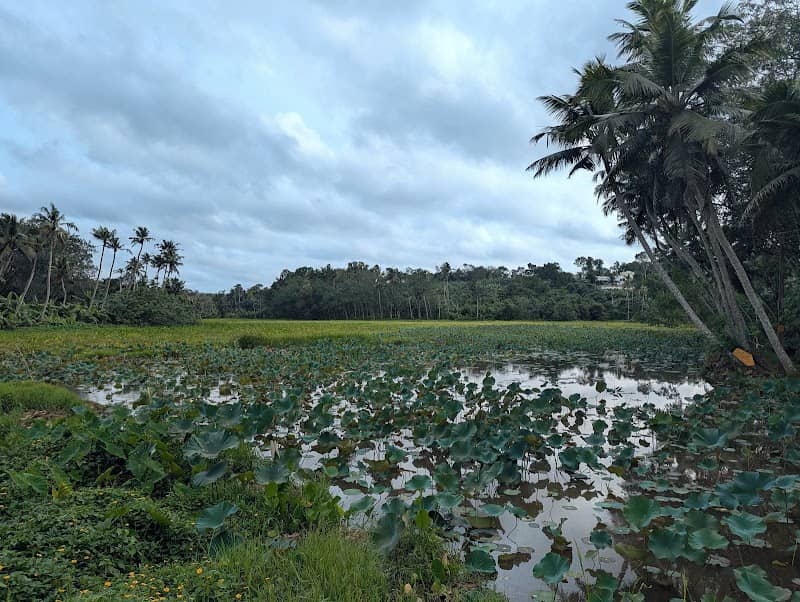 താമരക്കുളം - Image 1