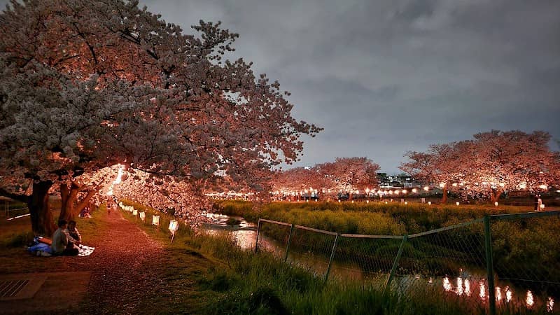 黒目川桜堤 - Image 1