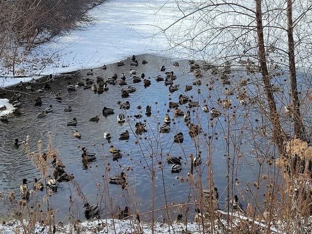 Lincoln's Pond - Image 2