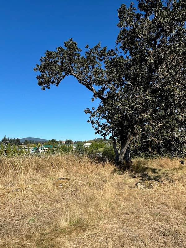 Chatterton Hill Park - Image 1