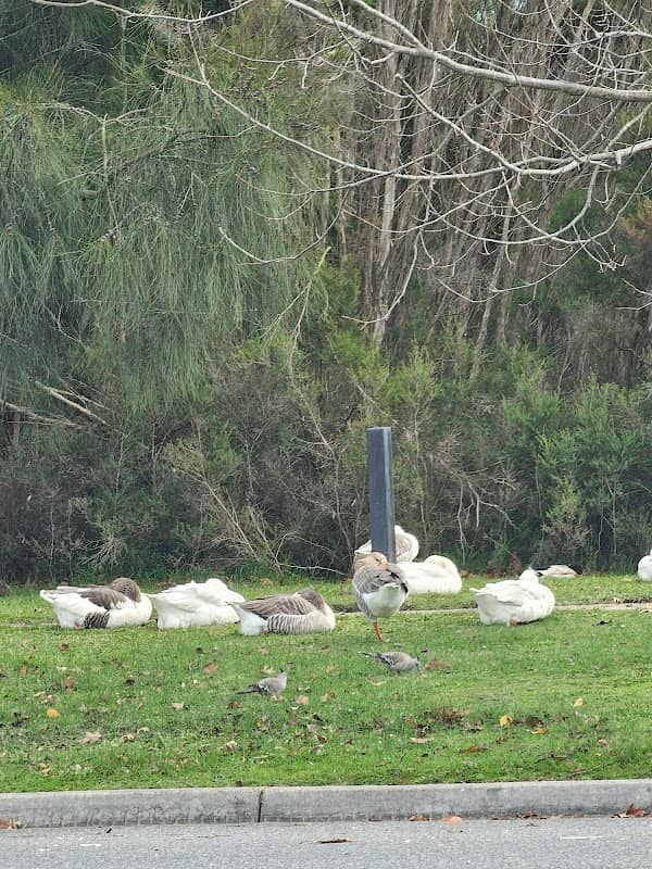 Great Spot for Ducks - Image 1