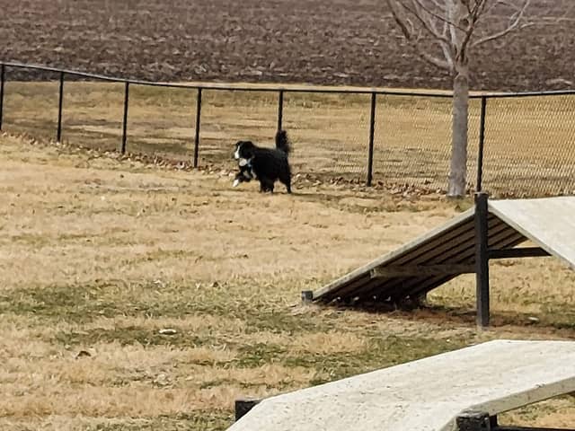 Tina Maple Memorial Dog Park - Image 3