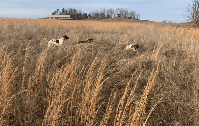 Over Under Gamebirds - Image 1