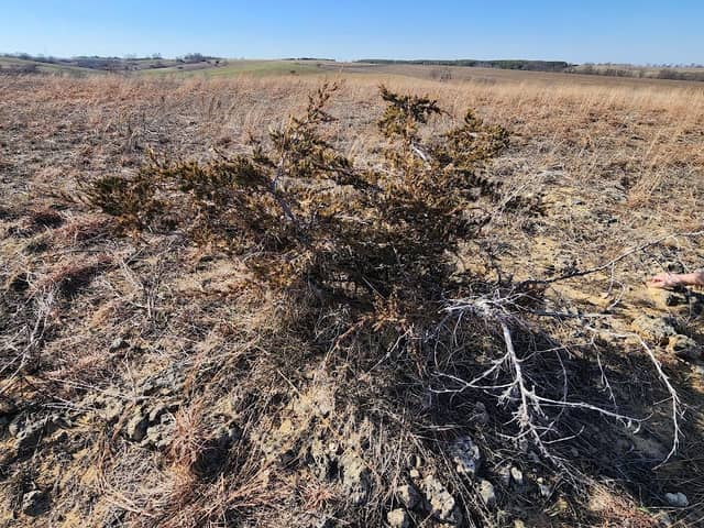 York Prairie SNA Marbleseed Unit - Image 1