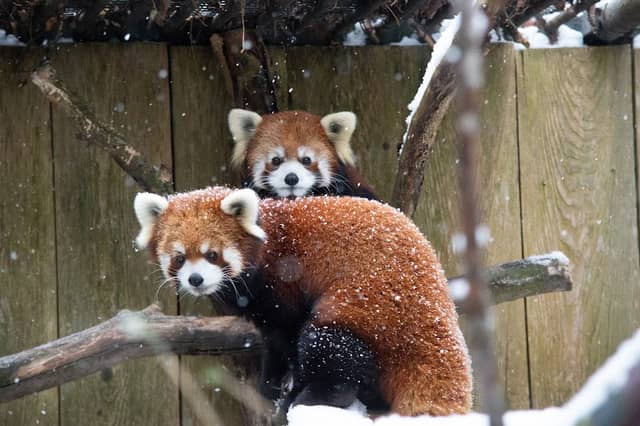 Utica Zoo - Image 2