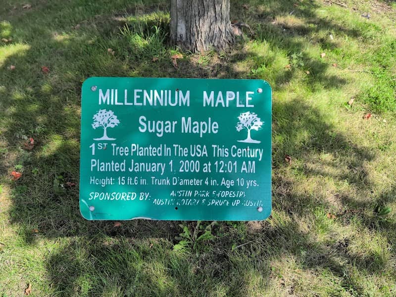 Millennium Maple - Image 2