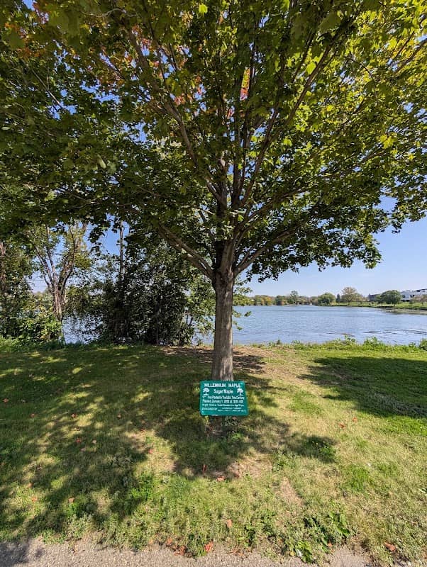 Millennium Maple - Image 1