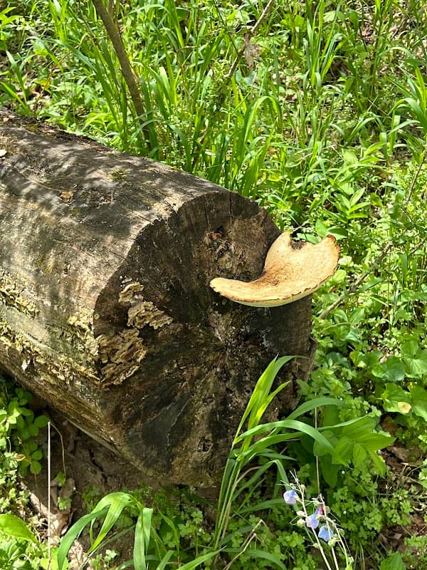 Matthews Nature Preserve - Image 2