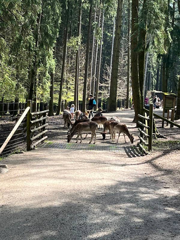 Damwild-Gehege - Image 2