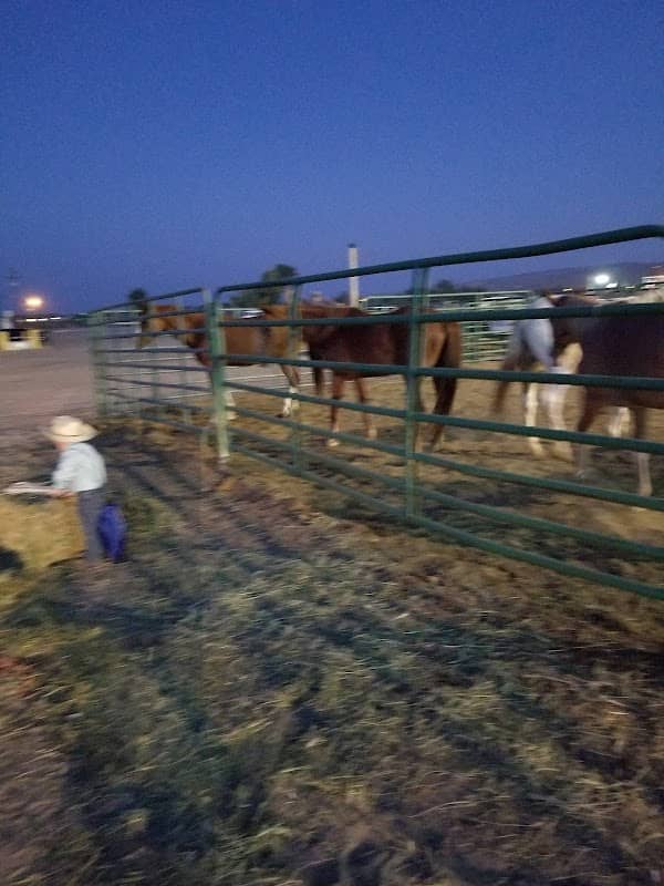 Rodeo Arena - Image 2