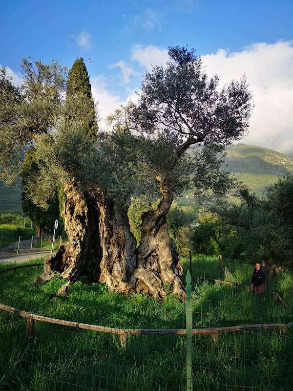 Olivo millenario "U livò" - Image 1