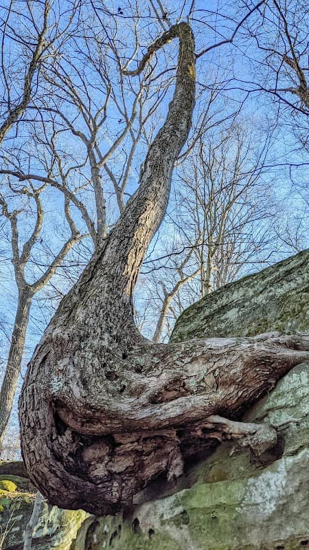 Muchs Tree - Image 1