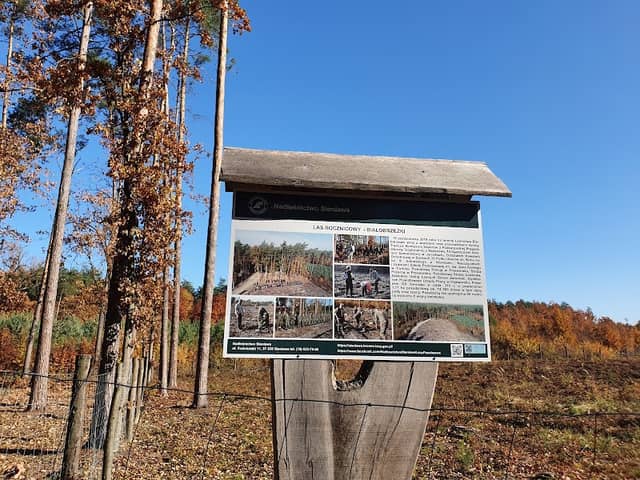 Las rocznicowy Białobrzeżki - Image 1