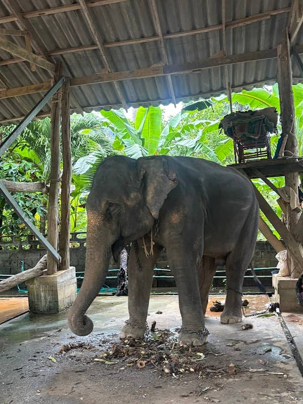 Kaibae Meechai Elephant Camp - Image 1