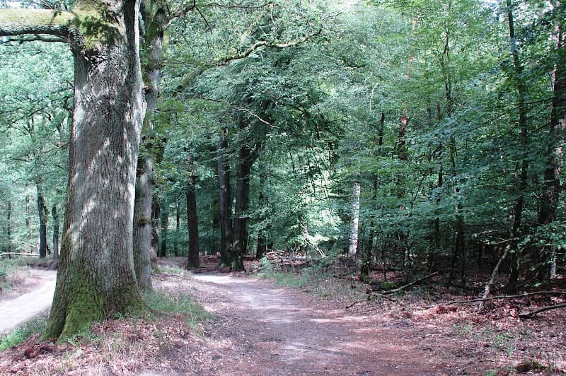 Drobbelbos (Nationaal Park Veluwezoom) - Image 1