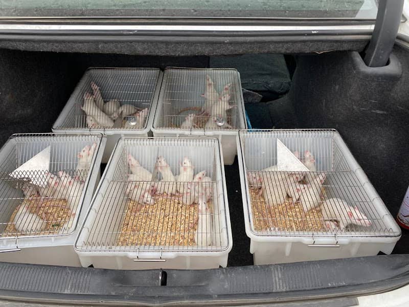 Animal House - College of science (rats & mouse) - Image 1