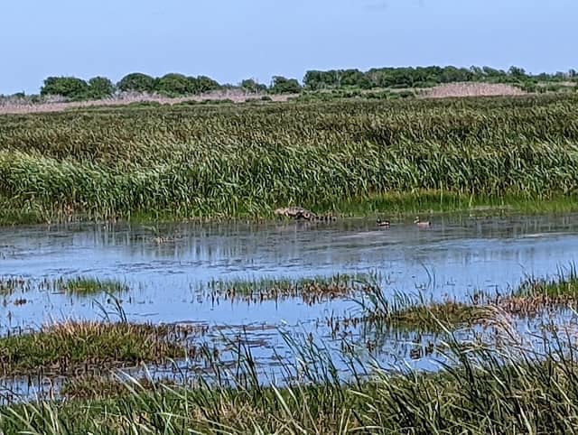 Brazoria National Wildlife Refuge - Image 3