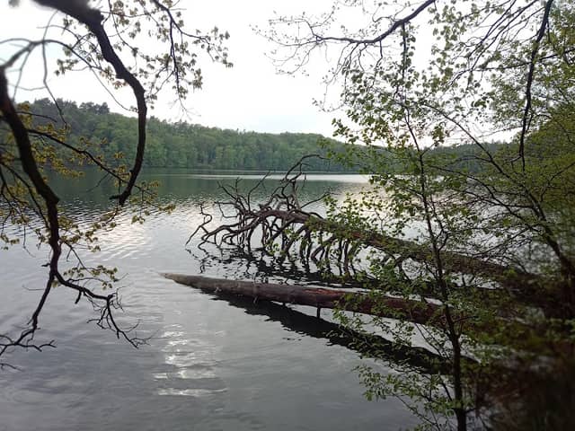 Rezerwat Przyrody Mieliwo - Image 1