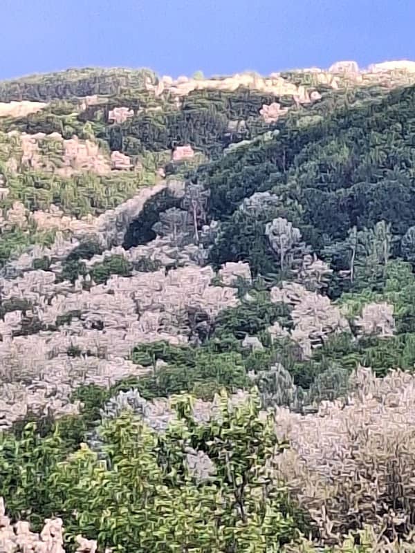 CABANA URSOAIA - Image 1