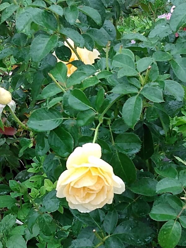 Boldridge Rose Garden - Image 1
