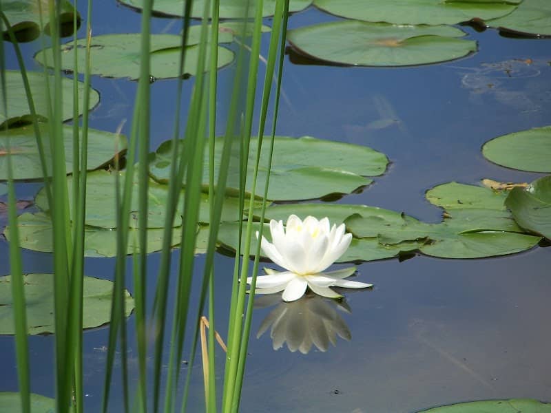 Tinker Nature Park / Hansen Nature Center - Image 1
