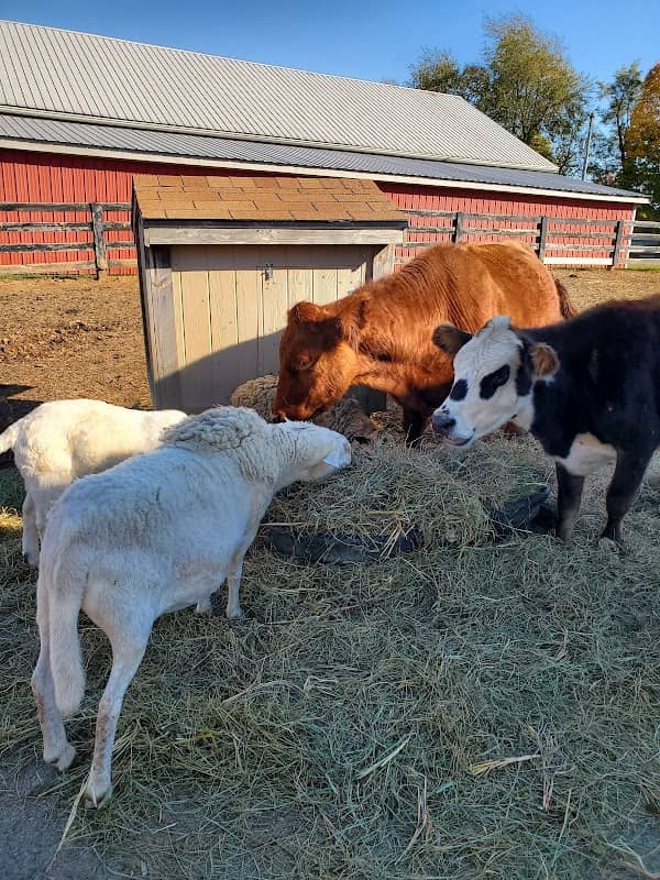 Tribe Animal Sanctuary - Image 2