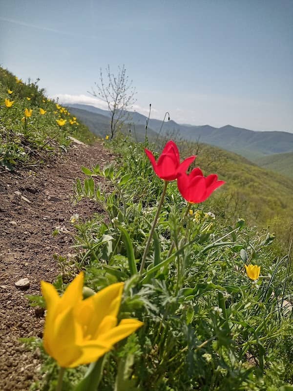 Avrorina Gora - Image 1