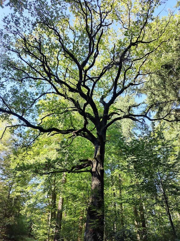 Köhler-Eiche - Image 2