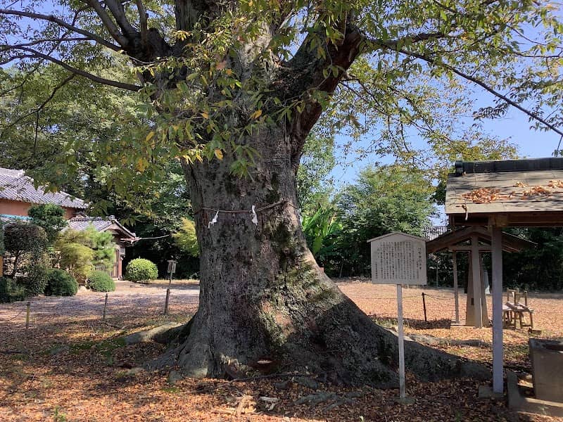 上八ッ林氷川神社のケヤキ - Image 1