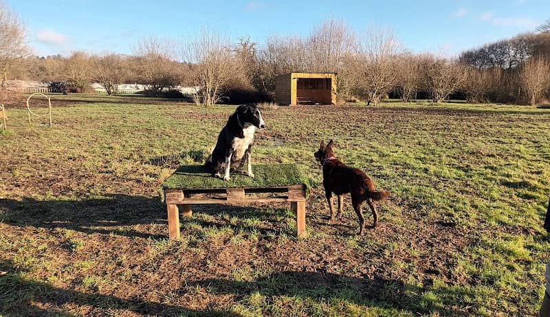 K9 Meadows - Image 2