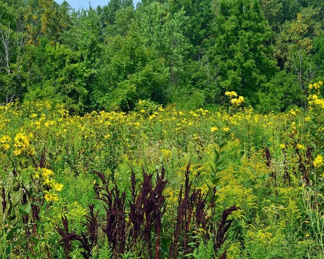 Sheldon Nature Area - Image 2