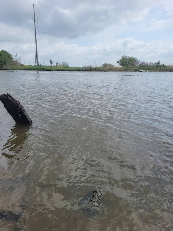 Choupique Bayou (Birding) - Image 1