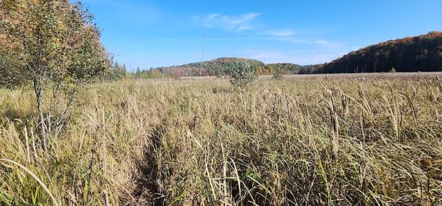 Carse Wetlands (UVM Natural Area) - Image 1