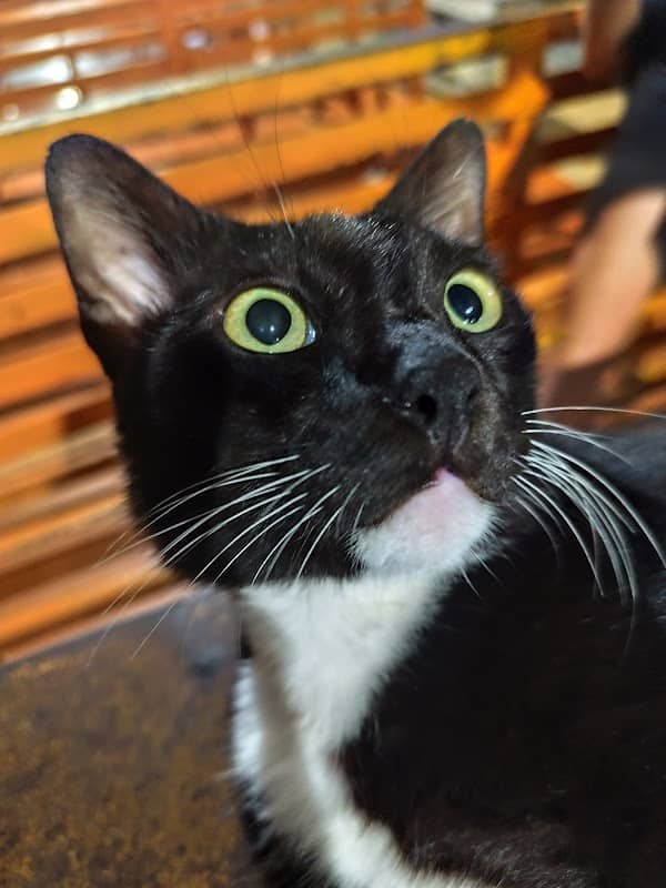 Kucing Tuxedo FMIPA ULM - Image 1
