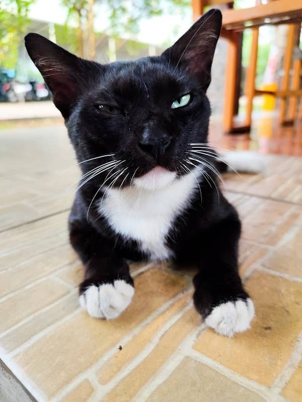 Kucing Tuxedo FMIPA ULM - Image 2