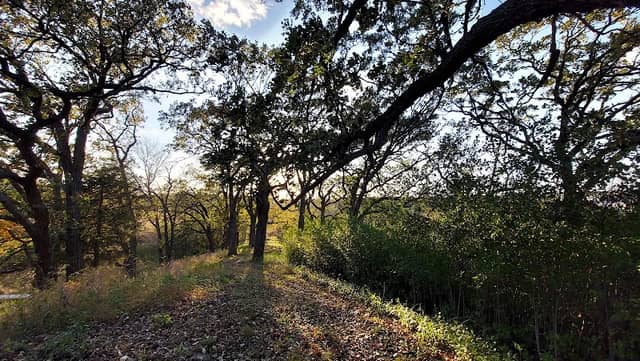 Maple Wayside - Image 2