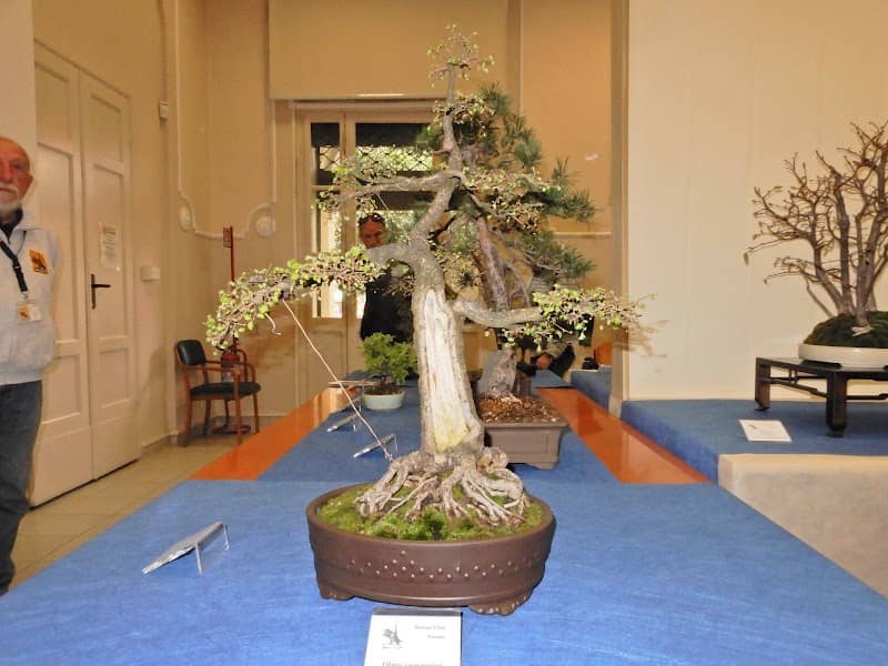 Bonsai club Torino - Image 1