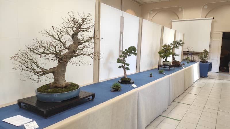 Bonsai club Torino - Image 2