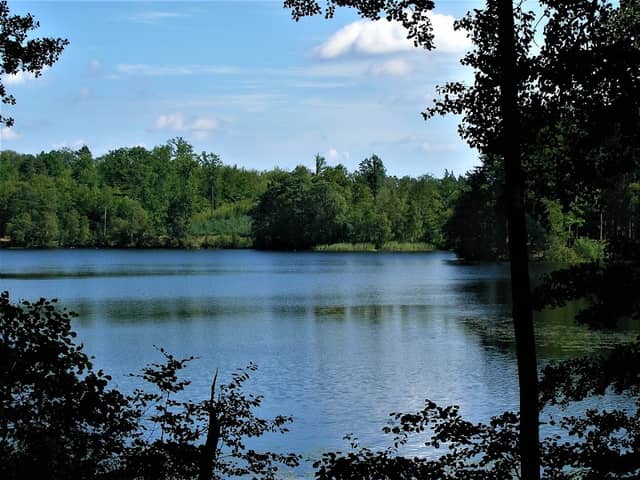 Rezerwat przyrody "Jezioro Kamień". Jedno z jezior lobeliowych w okolicy Miastka. - Image 1