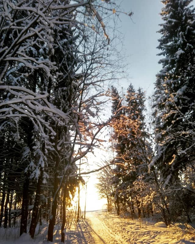 Zubarevsky forest - Image 2
