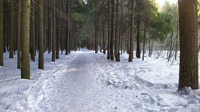 Zubarevsky forest - Image 1
